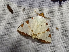 Eulepidotis testaceiceps