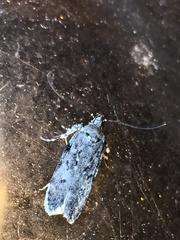 Taygete attributella