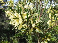 Acacia mucronata