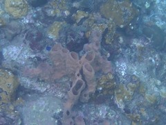 Callyspongia aculeata