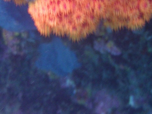 Orange Cup Coral