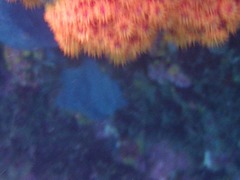 Orange Cup Coral