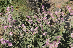 Sphaeralcea mendocina