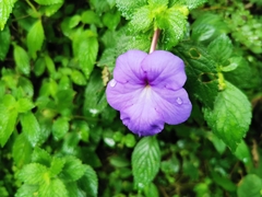 Achimenes longiflora