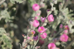 Sphaeralcea mendocina