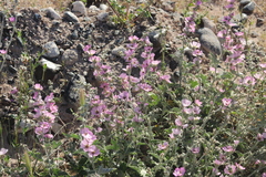 Sphaeralcea mendocina