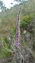 Liatris quadriflora