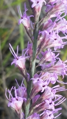Liatris quadriflora