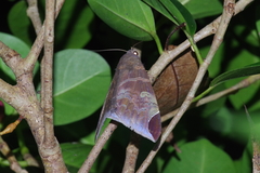 Pindara illibata