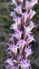 Liatris quadriflora