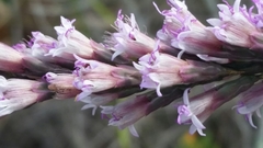 Liatris quadriflora