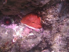 Bunodosoma granuliferum