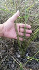 Liatris quadriflora