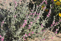 Sphaeralcea mendocina