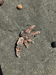 Meyenaster gelatinosus