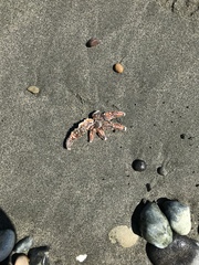 Meyenaster gelatinosus