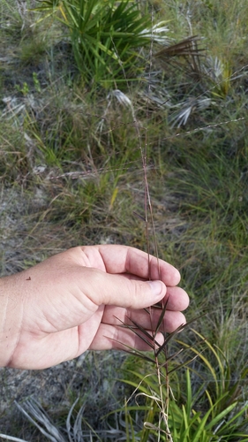 Gymnopogon chapmanianus image