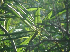 Plumeria alba