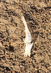 Crangon septemspinosa