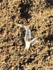 Crangon septemspinosa