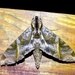 Eumorpha triangulum - Photo 由 Jan Meerman 所上傳的 (c) Jan Meerman，保留部份權利CC BY-NC