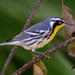Yellow-throated Warbler - Photo (c) Rafael Rodríguez Brito, some rights reserved (CC BY-NC), uploaded by Rafael Rodríguez Brito