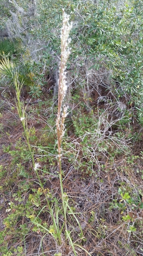 Image of Anatherum floridanum by (c) Jay Horn, some rights reserved (CC BY)