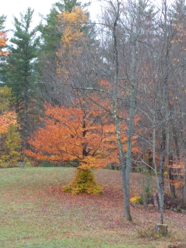 American beech