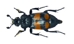 Nicrophorus hebes