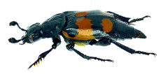Nicrophorus hebes
