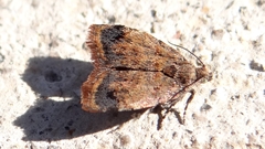 Choreutis atrosignata
