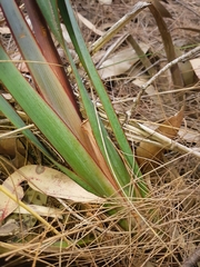 Dianella prunina