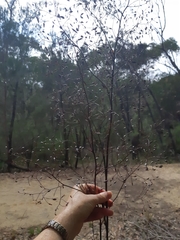 Dianella prunina