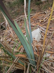 Dianella prunina