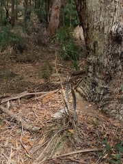Dianella prunina