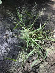 Eragrostis amabilis