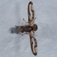 Toxonevra muliebris
