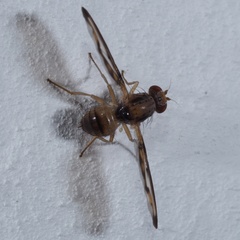 Toxonevra muliebris