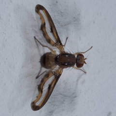 Toxonevra muliebris