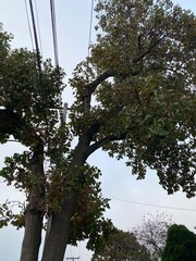 Liriodendron tulipifera