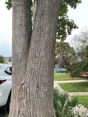 Liriodendron tulipifera