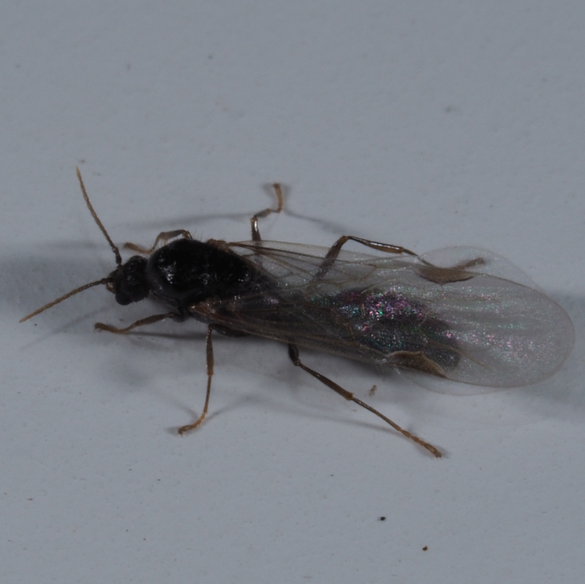 Solenopsis fugax