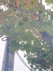 Liriodendron tulipifera