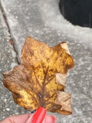 Liriodendron tulipifera