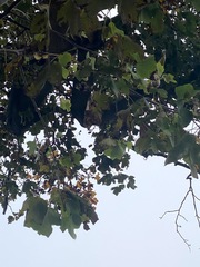 Liriodendron tulipifera