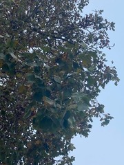 Liriodendron tulipifera