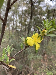 Hibbertia saligna