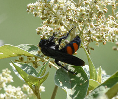 Pygodasis ephippium ephippium