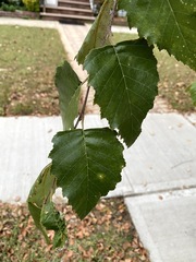 Betula nigra