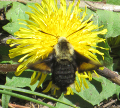 Proserpinus flavofasciata